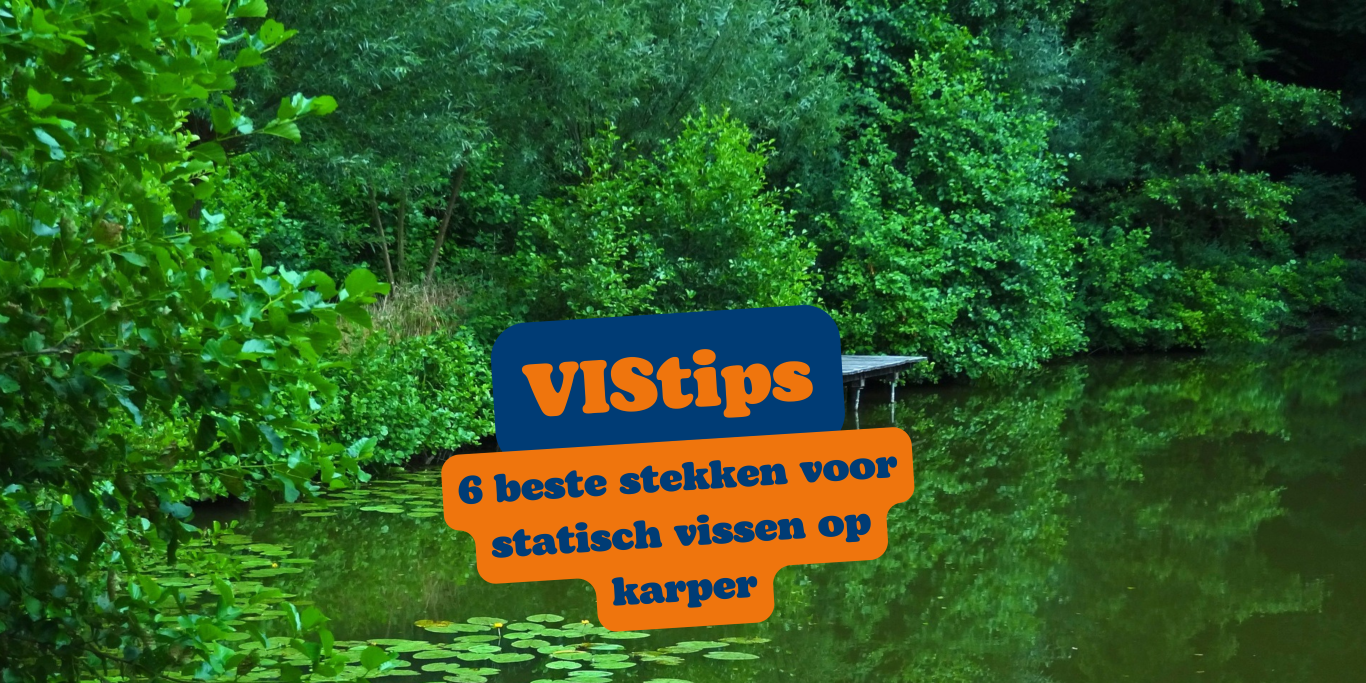 Een stappenplan voor het stekken van je pannenkoekplant Een stappenplan voor het stekken van je pannenkoekplant