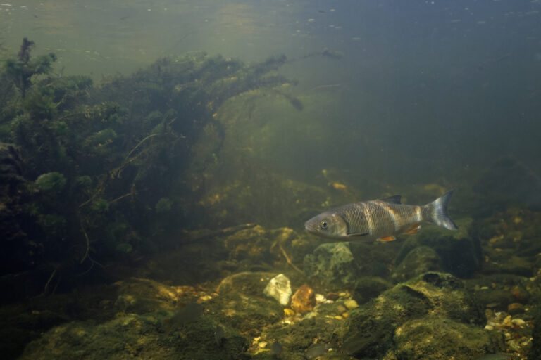 Kopvoorn; Squalius cephalus; Chub