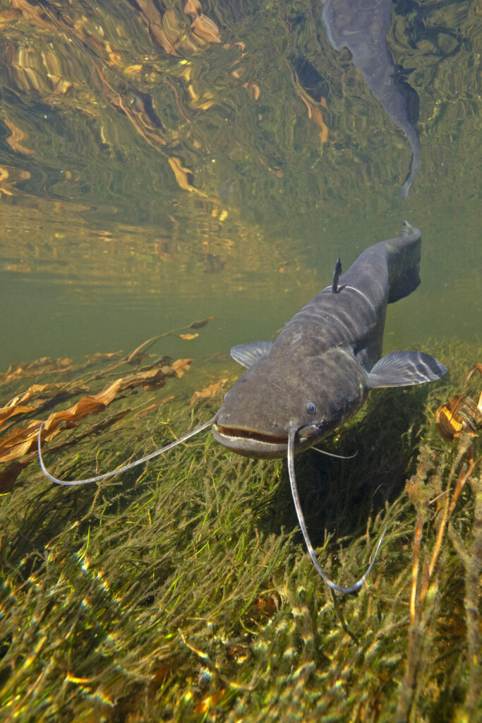 De meerval die kan ‘horen’ met zijn buik! 1 fb4